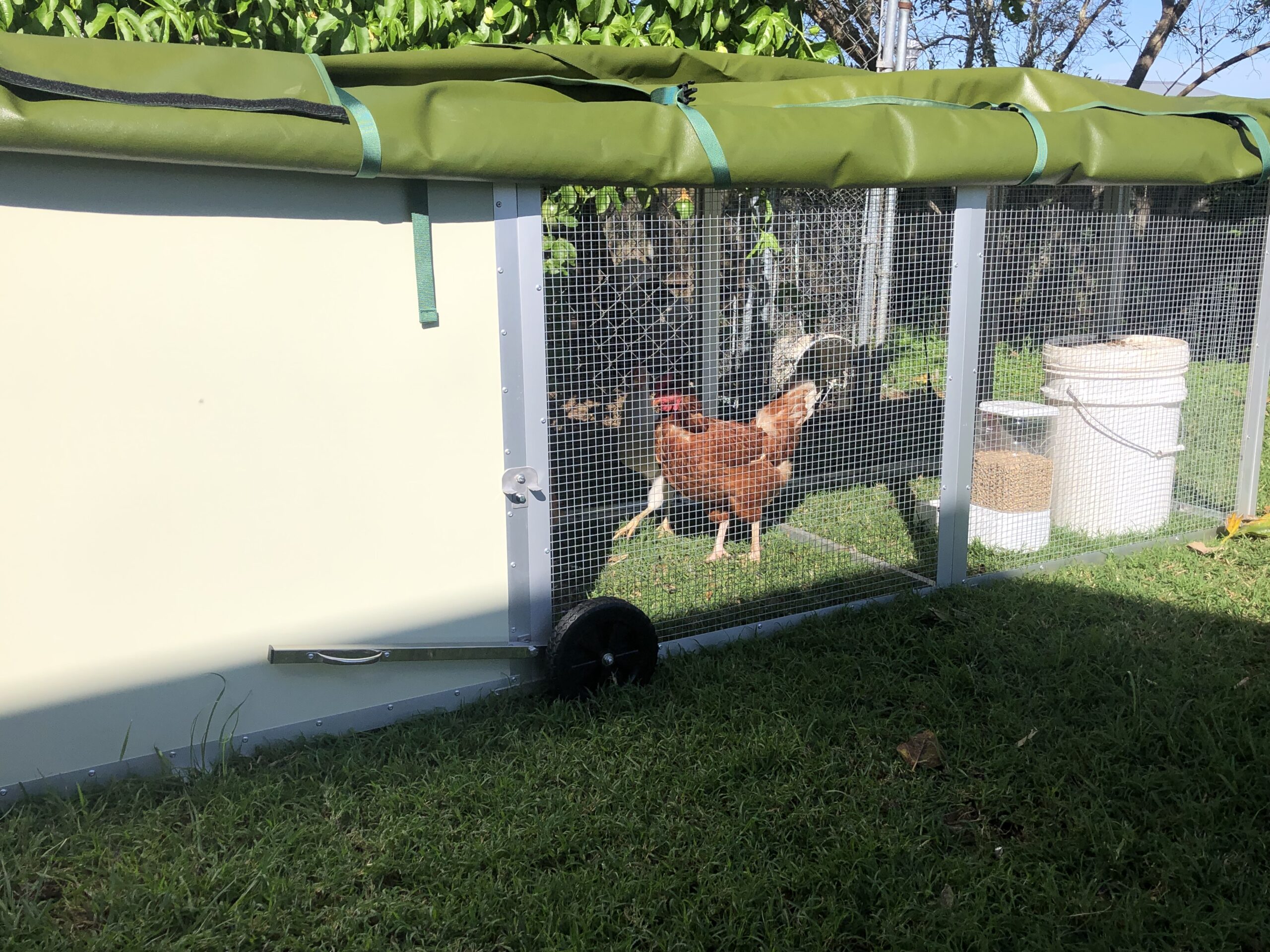 Best value Mobile Chicken Tractor coop for Australian home chickens